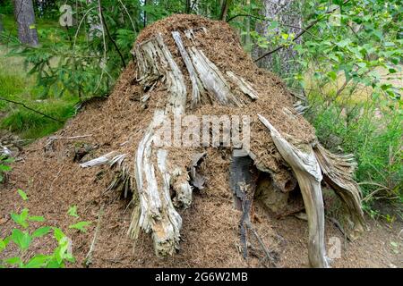 Anthill Forest Ants nesting on Old Stump Wood Ants Nest Forest Ants Nest Woodland Formica rufa Ants Nature Woods Wildlife Insects in colony Stock Photo