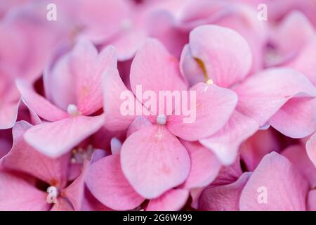 Selective focus of pink Hydrangea flowers Stock Photo