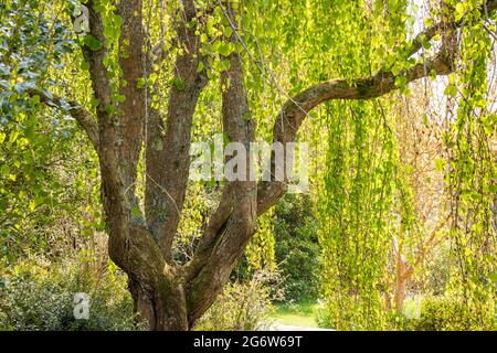 Cercidiphyllum japonicum 'Morioka Weeping'. The Weeping Katsura Tree, captured in full spring foliage with beautiful sunshine through the leaves. Stock Photo