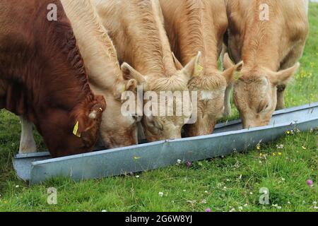 Three Charolais cattle and one Limousin breed eating beef nuts from trough in field on farmland in rural Ireland Stock Photo