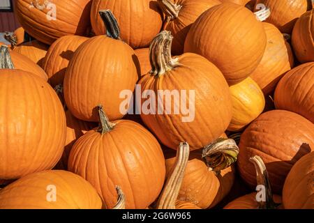 Pumpins for sale at local Farmer's Market ready to be picked for Halloween and Thanksgiving Decorations Stock Photo