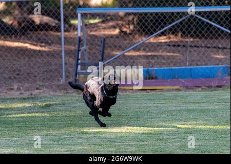 Labrador retriever running in the grass wtih a big grin on her face Stock Photo