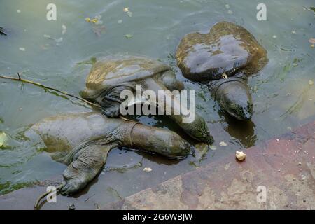 India Agra - Chelydra serpentina - Common snapping turtle Yamuna River