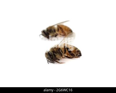 Two dead bees focus on the first bee on white background Stock Photo