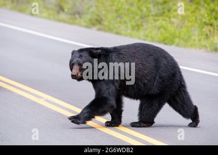 Black bear crossing the road Stock Photo