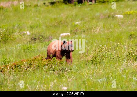 Black bear with black face in Glacier National park Stock Photo