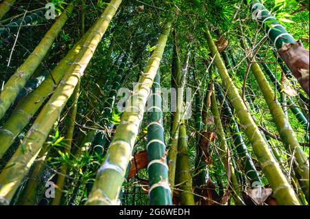 Shot from the bottom of the Guagua or bamboo tree plant in a plantation. Green, raw tree trunk with leafs in the background. Stock Photo
