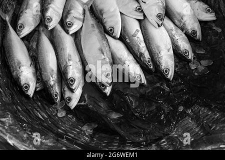 Hilsha fishes,Bangladeshi hilsha fish Stock Photo