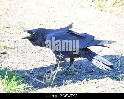 Black raven/crow with open beak, ruffled feathers, perched on dry ...