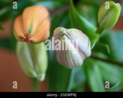 Macro of pastel pink, green and apricot orange lily buds in a vase from above, cut flowers, about to bloom, Australia Stock Photo