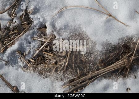 Spring thaw in the snow through which you can see withered grass. Stock Photo