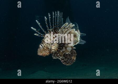 Lionfish in the Red Sea colorful fish, Eilat Israel Stock Photo