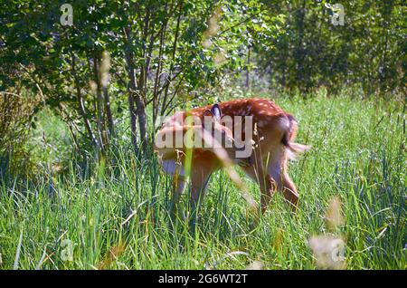 Cervus nippon in a clearing in the forest. Summer landscape Stock Photo