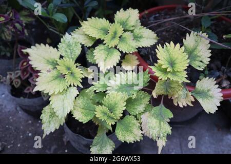 Snow flakes coleus flowers plant Stock Photo