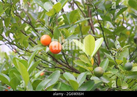 Lemon tree close view Stock Photo