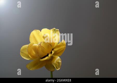 yellow tulip on grey background.copy space. design for holiday card. spring concept. Background for wedding greeting, Mother's day, Women's day card. Stock Photo