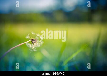 Abstract dandelion sunset banner field landscape grass meadow on warm golden hour sunset sunrise time. Tranquil spring summer nature closeup blurred Stock Photo