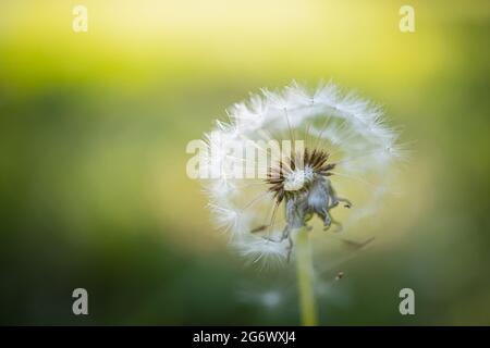 Closeup of dandelion on natural background, artistic blur nature closeup. Spring summer background. Abstract summer nature, idyllic natural macro Stock Photo