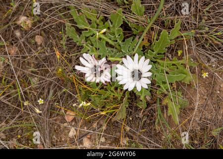 White flowered Dimorphotheca close to Nieuwoudtville in the Northern Cape of South Africa Stock Photo