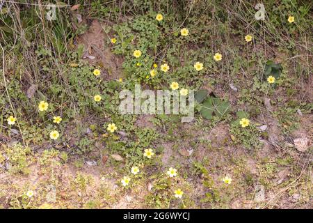 Some yellow flowers of an Oxalis sp. seen in natural habitat near Nieuwoudtville in the Northern Cape of South Africa Stock Photo