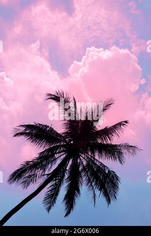Silhouette of a large palm tree with branches against a background of pink clouds and blue sky. Sunset atmosphere Stock Photo