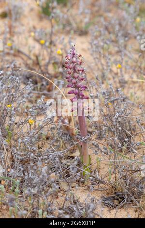 pink flower of a Lachenalia sp. found north of Nieuwoudtville on the Bokkeveld Plateau in the Northern Cape of South Africa Stock Photo