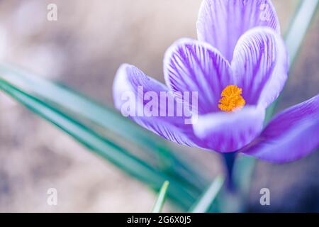 Blooming purple crocus flowers in a soft focus on a sunny spring day. Gorgeous floral closeup, bright colors Stock Photo