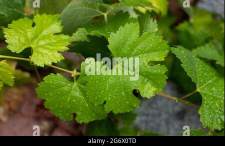 Closeup of green grapevine leaves with water spot Stock Photo
