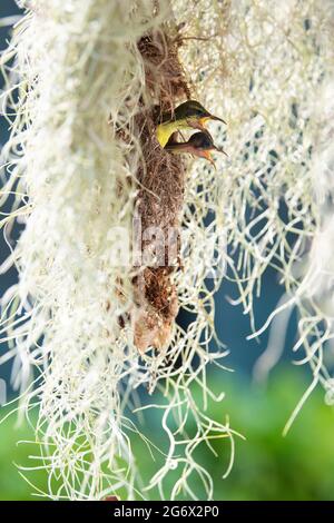 Baby olive-backed sunbirds wait to be fed by their parents Stock Photo