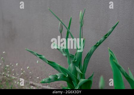 beautiful white tulips with buds blooming in the garden. Green plant with wavy leaves against gray concrete background. Stock Photo