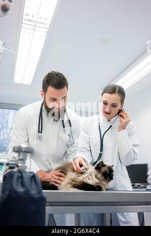 Two young veterinarian doctors examining a cat diligently Stock Photo
