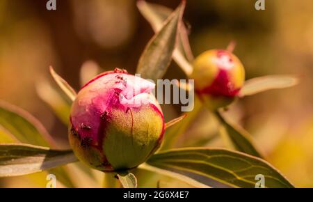 Young pink Tree Peony with wondering ants buds on warm blurred background. Paeonia suffruticosa. Stock Photo