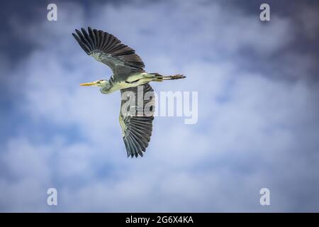 Grey Heron in flight (Ardea cinerea) blue sky Stock Photo