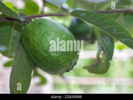A big guava fruit close up on the tree selective focus Stock Photo