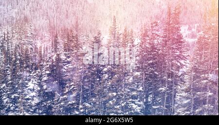 Image of landscape with winter scenery and fir tree forest covered in snow Stock Photo