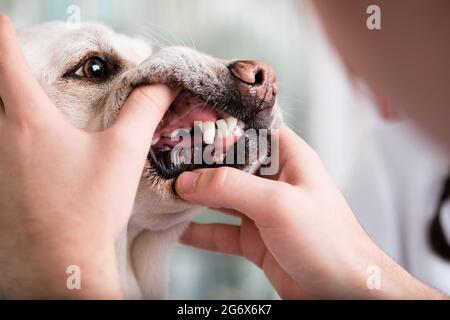 Close-up of a dog teeth being examined by the animal doctor Stock Photo