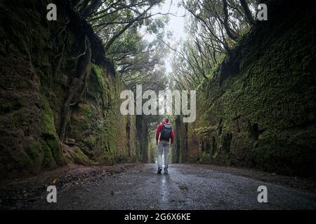 Rear view of man is walking along road between rocks in the middle of mysterious foggy forest. Tenerife, Canary Islands, Spain. Stock Photo