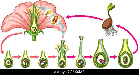 Diagram showing parts of flower illustration Stock Vector