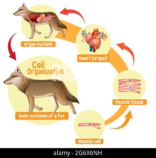 Diagram showing cell organization in a wolf illustration Stock Vector