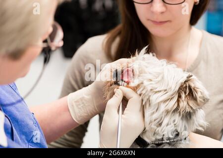 Close-up of a dog teeth being examined by the animal doctor Stock Photo