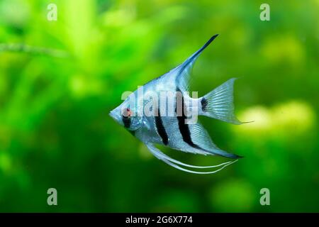 Ornamental fish Scalaria or angelfish Pterophyllum scalare in close-up Stock Photo