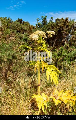 GIANT HOGWEED PLANT AND FLOWERS Heracleum mantegazzianum IN SUMMER DYING AFTER TREATMENT WITH HERBICIDE Stock Photo