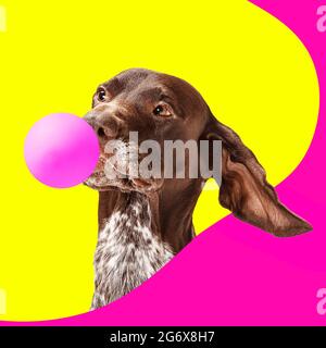 Contemporary artwork collage concept. Portrait of dog, setter with pink balloon isolated on bright yellow magenta background. Funny image montage. Stock Photo