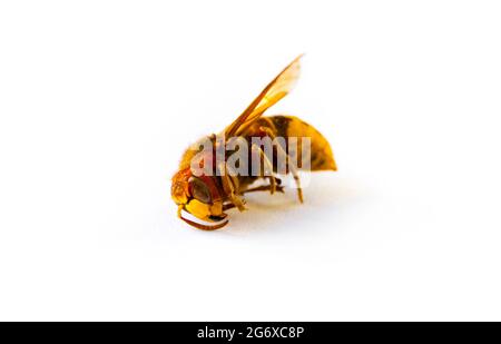 Dried European hornet isolated on white background Stock Photo