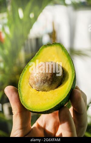 Avocado, tropical green fruit on a bright background, modern minimalistic photo of healthy eating. Stock Photo