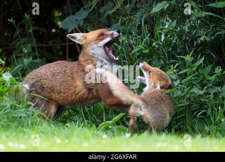 A Red Fox (Vulpes vulpes) cub engages in some restrained play fighting with an adult fox Stock Photo