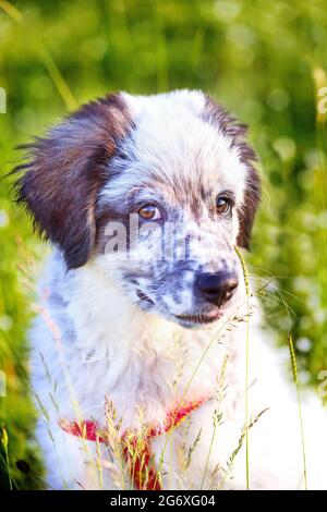 Cute white and black bulgarian shepherd dog puppy sitting in the grass closeup Stock Photo