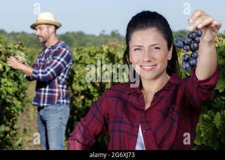 woman showing ripe grapes in the vineyard Stock Photo