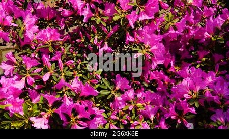 Pink small flowers as an abstract background Stock Photo
