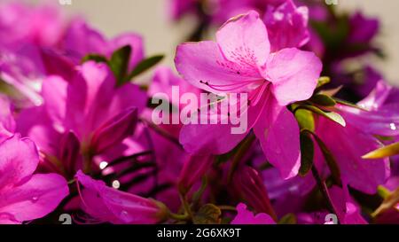 Pink small flowers as an abstract background Stock Photo